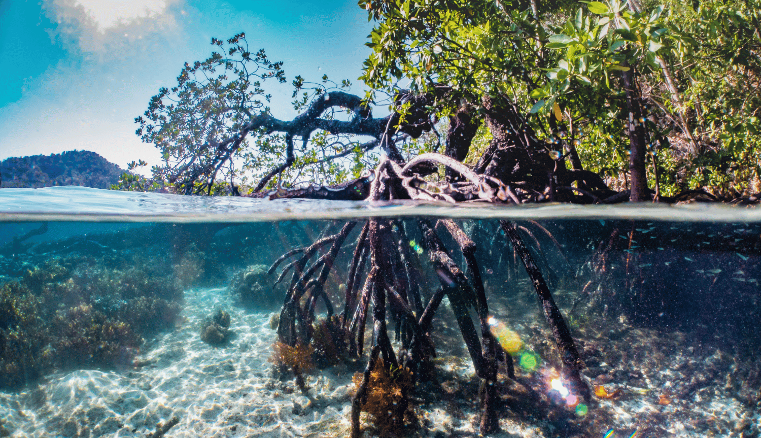 Baseline Coastal Biodiversity Study (Seagrass, Coral and Fish Reef and Mangrove) of West Coast P. Obi, Halmahera Selatan, Maluku Utara