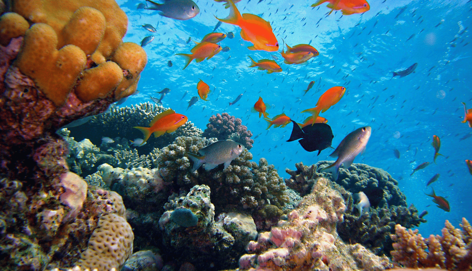 Baseline Coastal Ecology Study (Oseanografi, Seagrass, Coral and Fish Reef and Mangrove)  for Ecotourism development